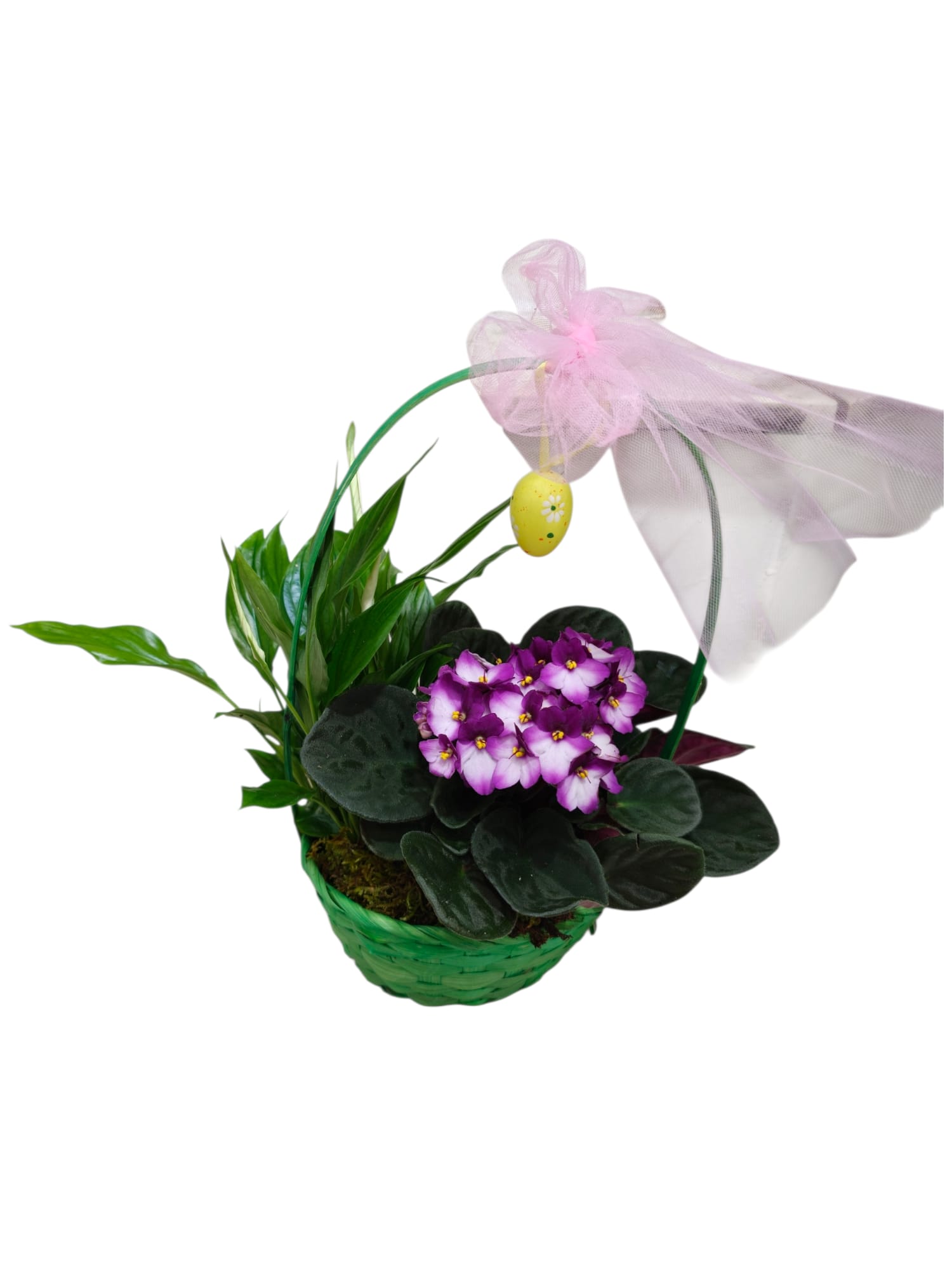 Featured image for “Cestino con Saintpaulia e Spathiphyllum”