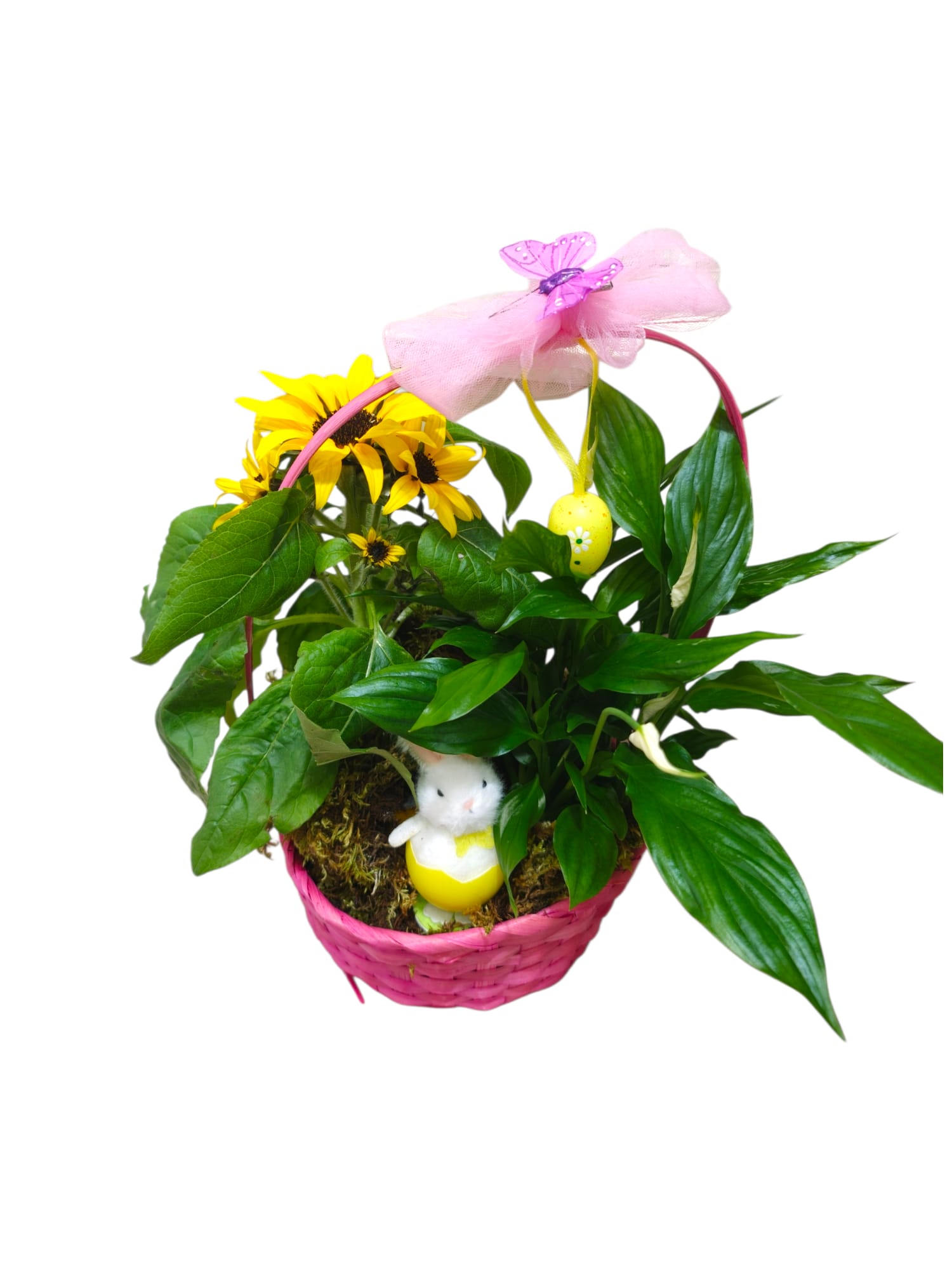 Featured image for “Cestino con pianta di girasole e Spathiphyllum”