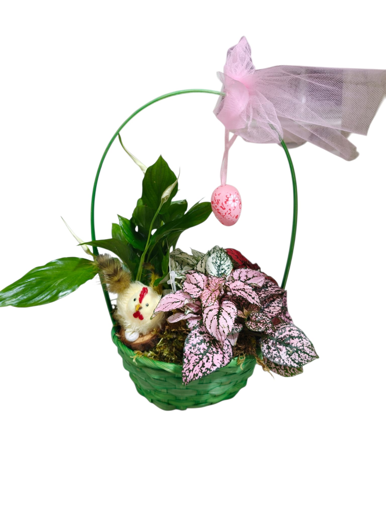 Featured image for “Cestino con Hypoestes e Spathiphyllum”