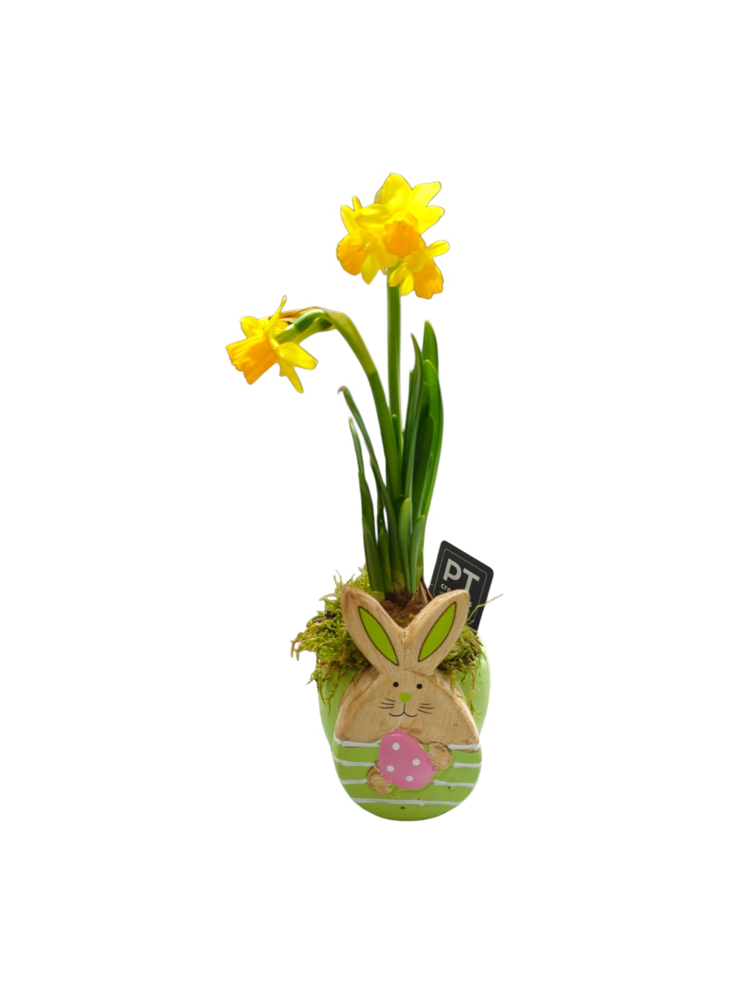 Featured image for “Vasetto a coniglietto con pianta di narcisi”