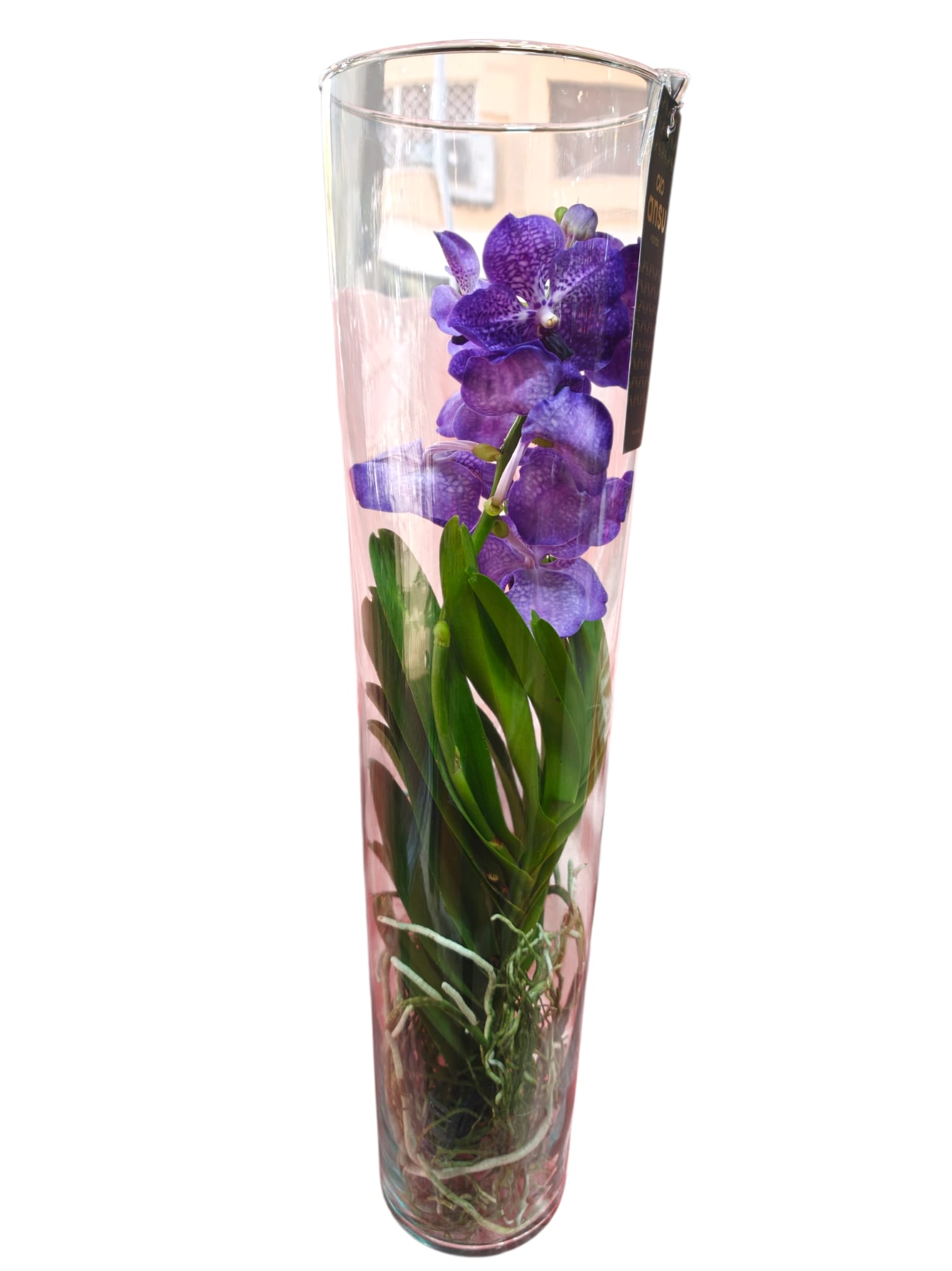orchidea wanda viola
