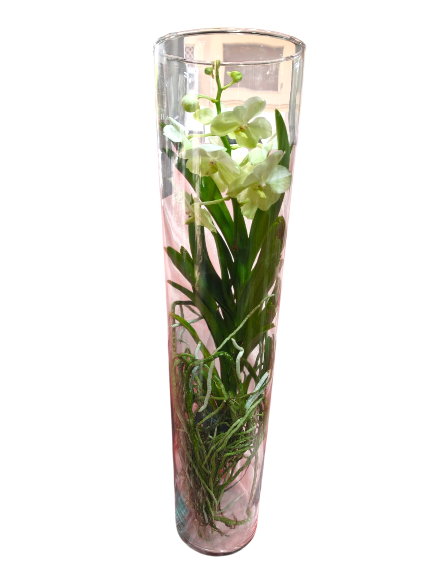 orchidea wanda bianca