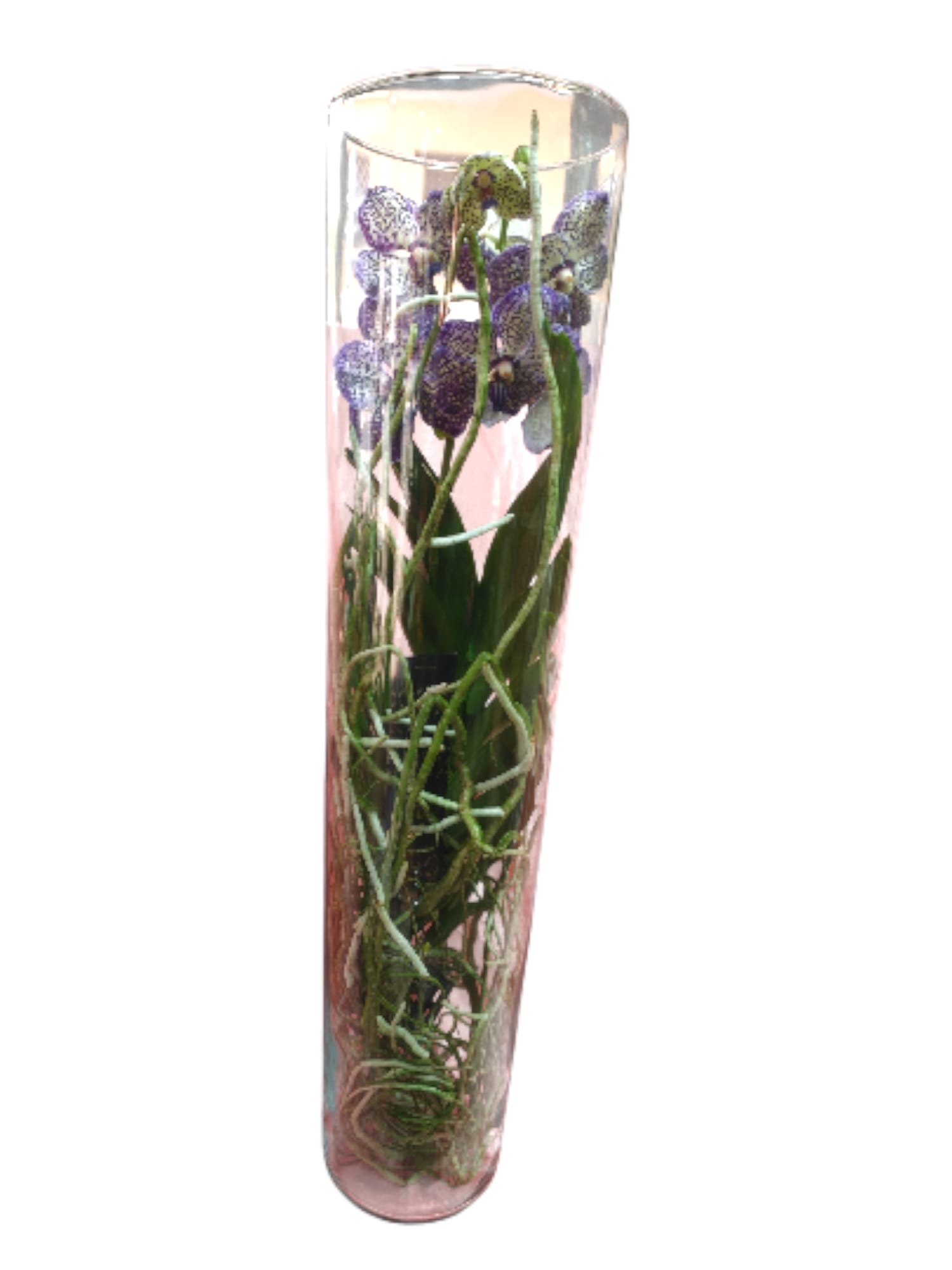 Orchidea Vanda con vaso in vetro - immagine 4
