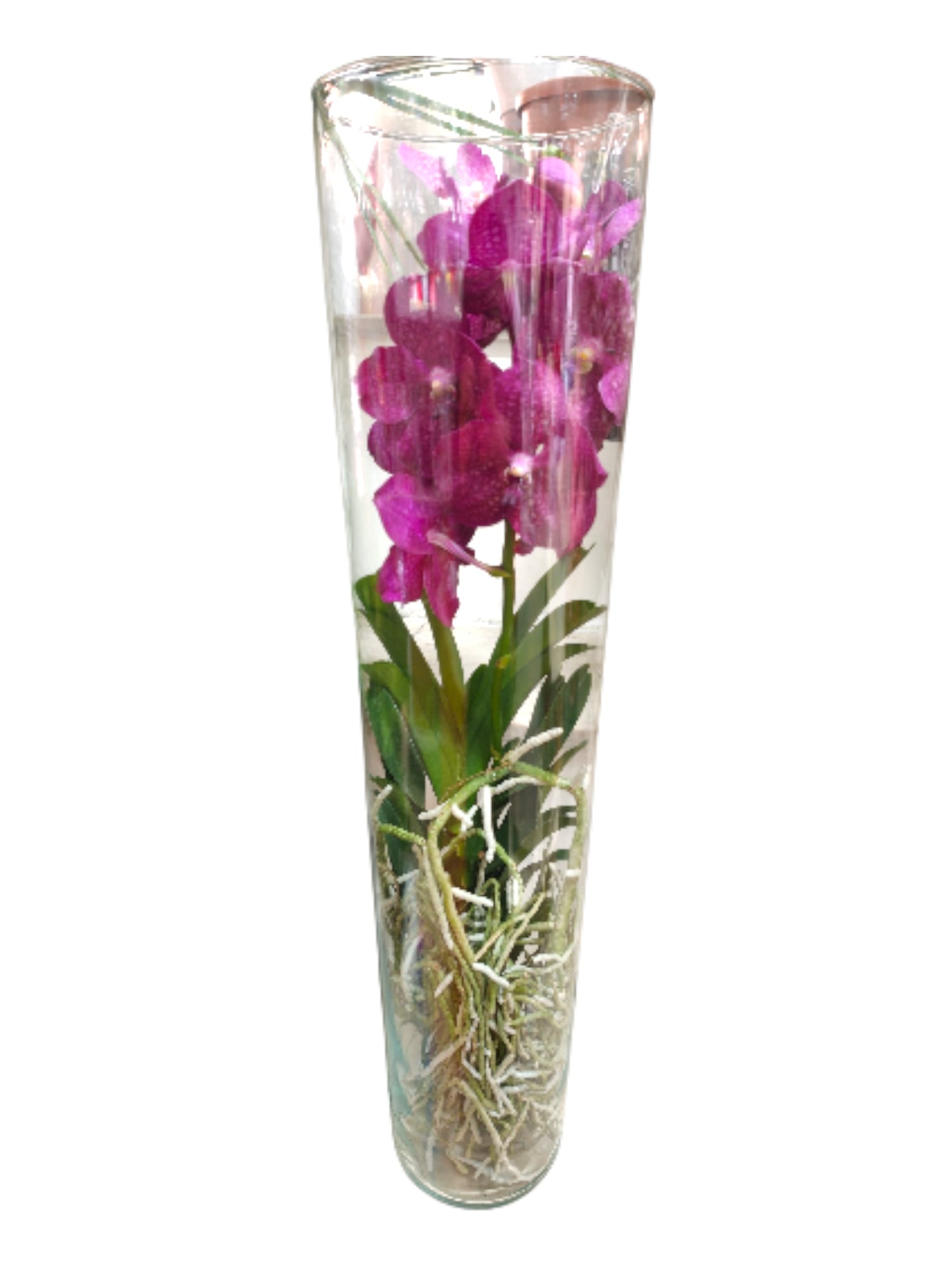 Orchidea Vanda con vaso in vetro