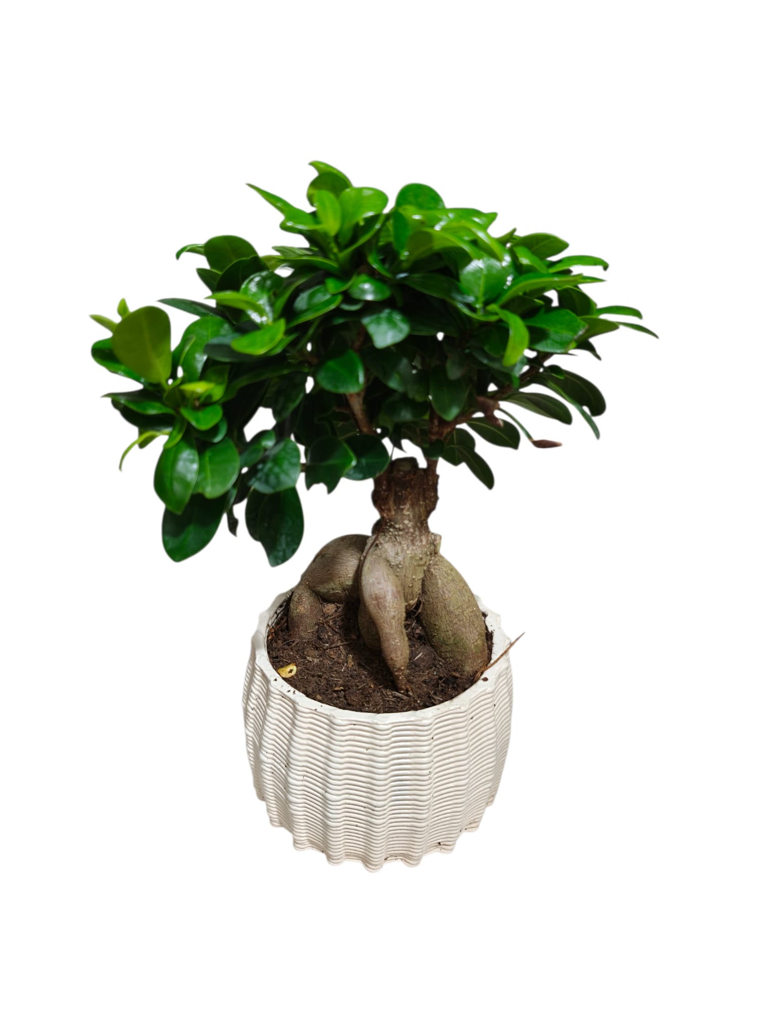 Bonsai ginseng con vaso in coccio